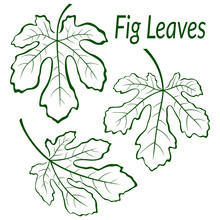 Fig Tree Green Leaves Set, Outline Contour Pictograms Isolated On White Background. Vector