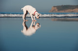 Fototapeta  - Boxer standing on beach wet sand with reflections