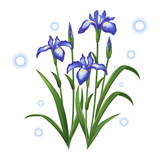 blue violet iris ayame flower illustration vector