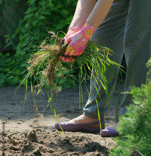 Weed Control In The Garden Couch Grass Buy This Stock Photo
