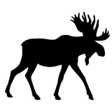 Fototapeta Dinusie - adult moose go black silhouette 