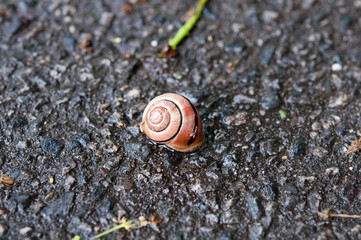 Kleine Schnecke auf der Strasse