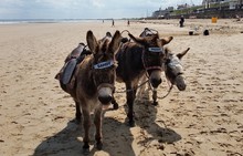 Seaside Donkeys, Bridlington, East Yorkshire