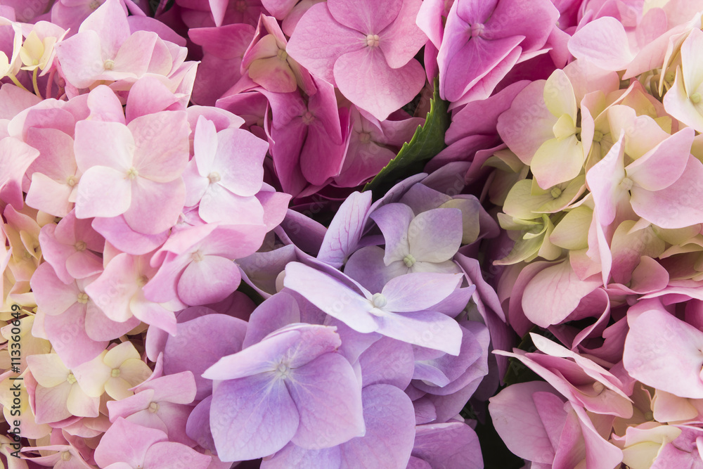 Hydrangea Flowers Closeup, Background - obrazy, fototapety, plakaty 