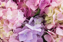 Hydrangea Flowers Closeup, Background