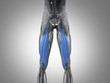 Hamstring muscle group, human anatomy muscle system. 3d illustration.