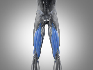 hamstring muscle group, human anatomy muscle system. 3d illustration.
