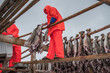 Producing stockfish from cod