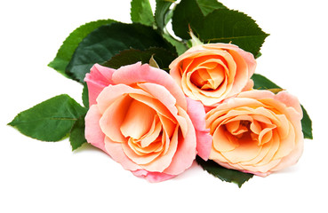 Wall Mural - Pink roses on a white background