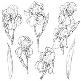 Set of iris flowers sketch