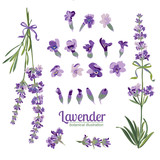Set Lavender flowers elements. Botanical illustration.