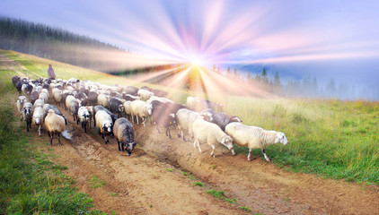 Wall Mural - Shepherds and sheep Carpathians