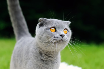 Gray cat on nature