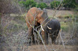 © Travel Nerd - Elephants just after sunrise, Kruger National Park, South Africa