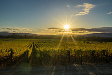 Sunrays Shine On Sonoma California Vineyard At Sunset Golden Hour