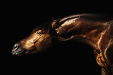 Fototapeta Konie - Portrait of a bay horse on a black background