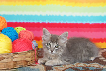 Gray Long Haired Tabby Kitten Laying On Colorful Carpet Floor, Bright Striped Background, Balls Of Yarn In A Basket.