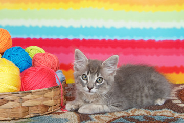 gray long haired tabby kitten laying on colorful carpet floor, bright striped background, balls of yarn in a basket.