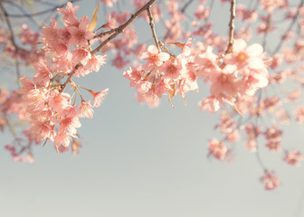 Wall Mural - vintage cherry blossom - sakura flower. nature background