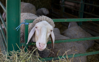 Wall Mural - Sheep stuck head in fence