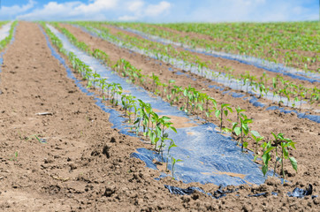 Wall Mural -     Young Peppers in a row, cultivated field in Spring 