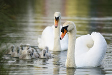 White Swans Family