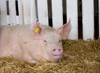 Poster - Large white swine in pen