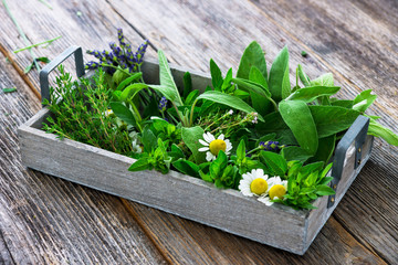 Wall Mural - Fresh herbs from garden  on wooden  background