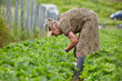 Old woman picking strawberries