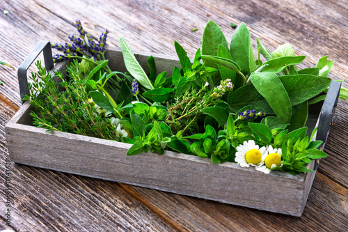 Fresh herbs from garden  on wooden  background Canvas Print