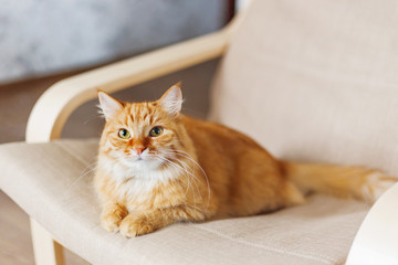 Wall Mural - Cute ginger cat lying on chair. Fluffy pet comfortably settled to sleep. Cozy home background with funny pet.