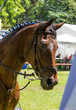 © Kunz Husum - Side view portrait of a bay dressage horse