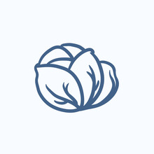 Cabbage Sketch Icon.