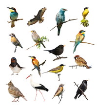 Set Of Photographs Of Birds Isolated On White Background, Texture
