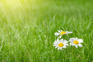 Wall Mural - chamomile flowers on grass field