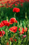Fototapeta Maki - meadow with beautiful  red poppy flowers