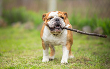 Playing Fetch With Stick - English Bulldog