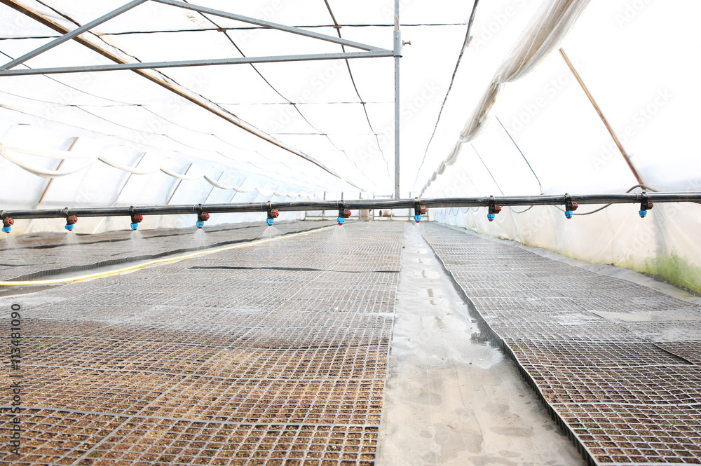 Watering seedlings in greenhouse
