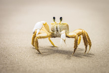 A Crab Walking On A Wet Sandy Beach