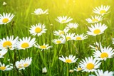 Summer Daisies Field