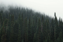 Scenic View Of Trees Growing In Forest During Foggy Weather