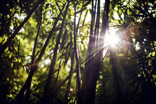 Sun Shinning Through Bamboo Plants