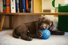 Chocolate Labrador Puppy Playing With Blue Toy At Home