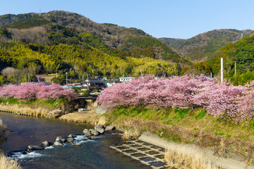 Canvas Print - Kawazu with sakura tree