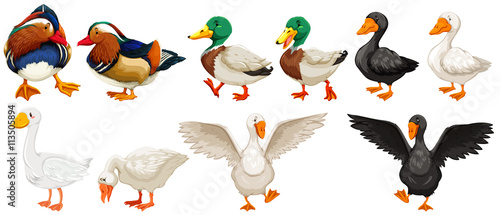 Fotomural Different kind of ducks and goose