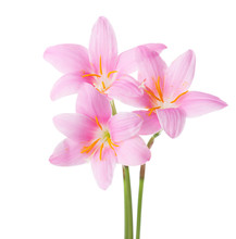 Three Pink Lilies Isolated On A White Background. Rosy Rain Lily