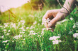 © Photocreo Bednarek - Woman picking up flowers on a meadow, hand close-up. Vintage light