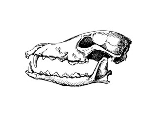 Dog skull. Hand drawn illustration isolated on white background.