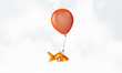 Goldfish fly on balloon