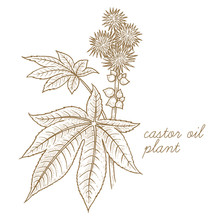 Vector Image Of Medical Plants. Castor Oil Plant.
